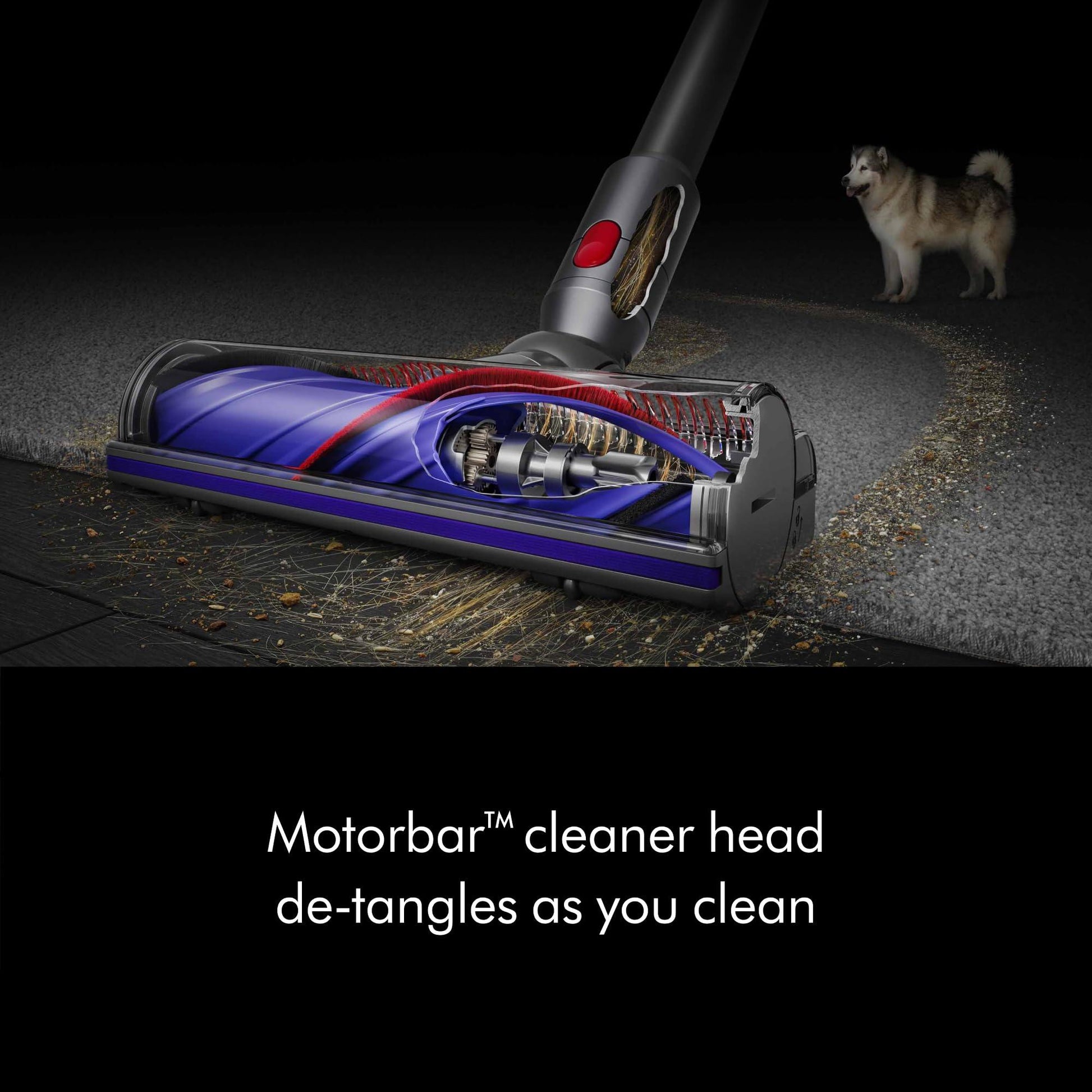 Dyson V8 Plus Cordless Vacuum. Phil and Gazelle.